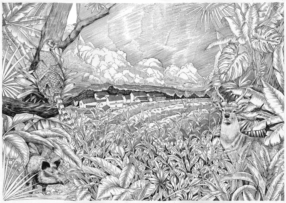 鲸湃咨询商业案例：近纯白茶