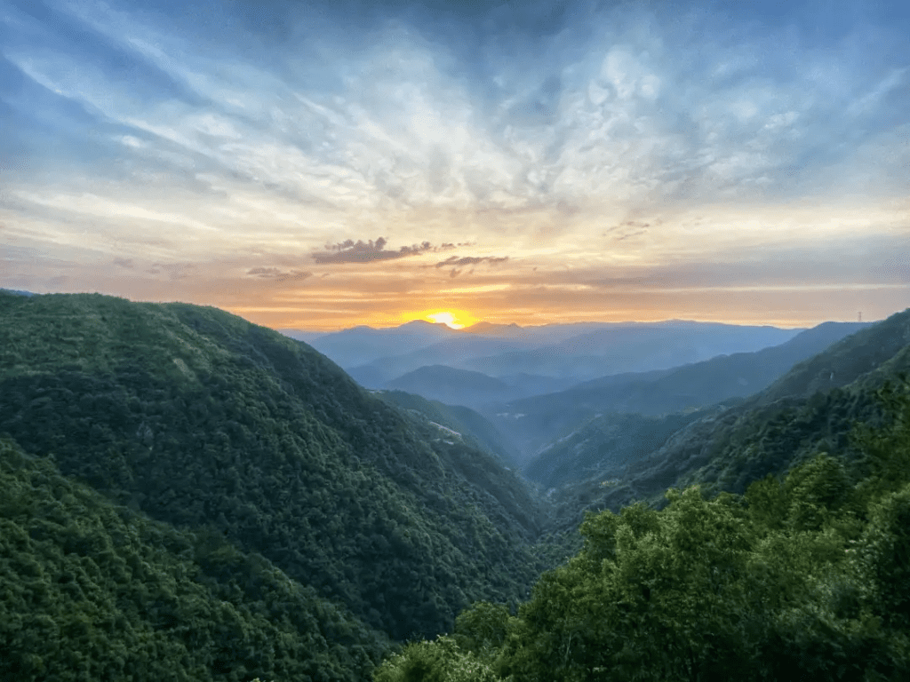 鲸湃咨询商业案例：近纯白茶