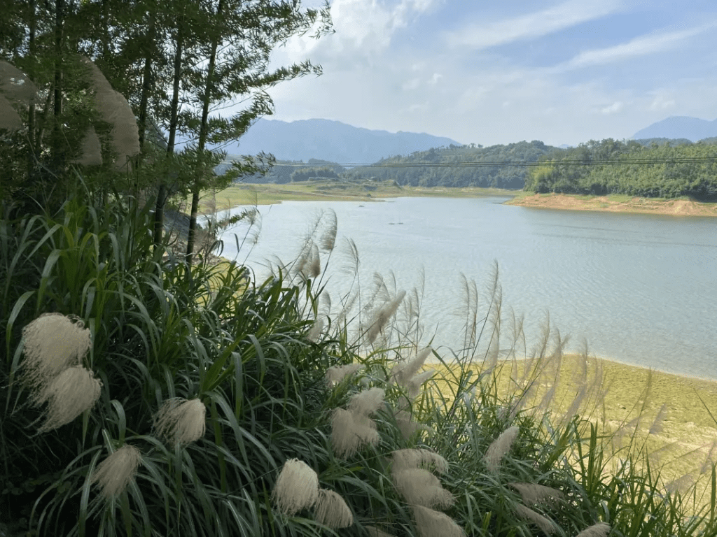 鲸湃咨询商业案例：近纯白茶