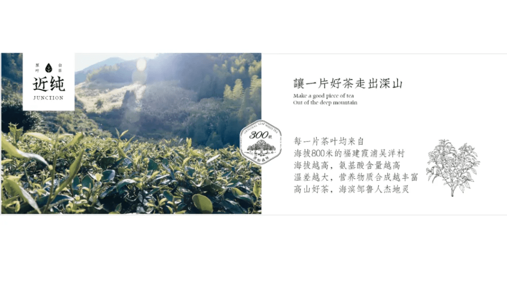 鲸湃咨询商业案例：近纯白茶